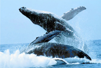 Уникальная возможность полюбоваться на горбатых китов в  Доминиканской республике.