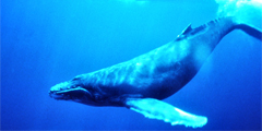Лучшие возможности для наблюдения за китами!
